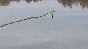 Щука на живца в сентябре