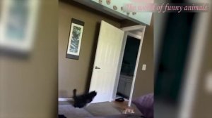 Ржал целый час/ приколы с котами/ приколы с собаками, май 2022