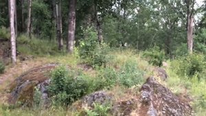 Два зайца дерутся. Дикие зайцы устроили побоище. Швеция.