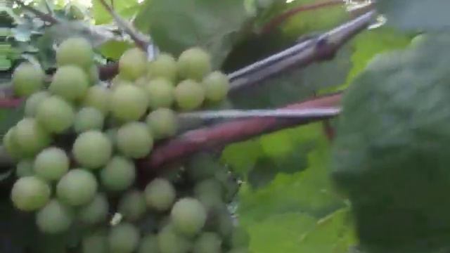 Окрашивание винограда Виктории и Красотки. смотреть онлайн