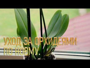 Орхидея из магазина. Уход за орхидеями в домашних условиях.
