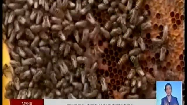 В Восточно-Казахстанской области пчеле пришлось изменить статус, ради субсидий смотреть онлайн