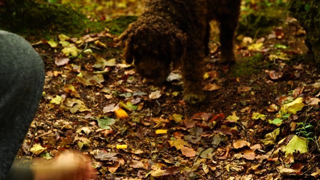 Epic Courgettes Recipe! - 4K Cooking Therapy смотреть онлайн