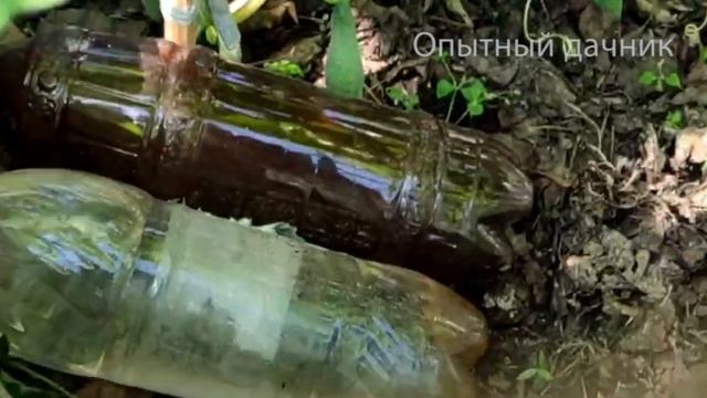 Огурцы нарастают за ночь. Всего раз вносим раствор под куст, оживут и заплодоносят даже вялые кусты смотреть онлайн