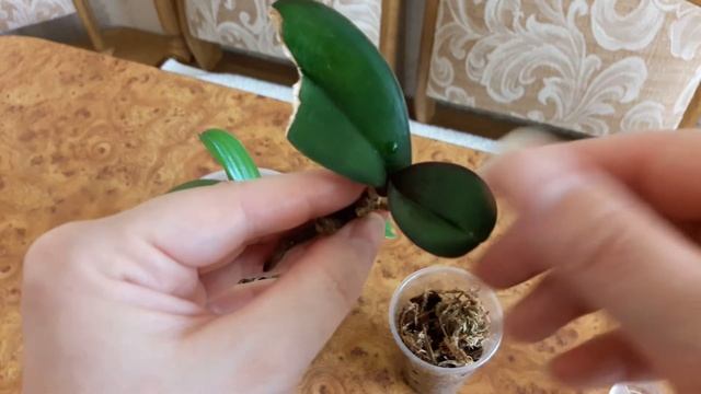 Посадка ОРХИДЕИ листом в ВОДУ! РЕАНИМАЦИЯ ОРХИДЕИ!!! смотреть онлайн