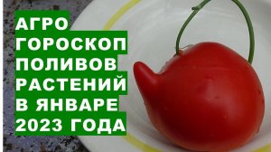 Агрогороскоп поливов растений в январе 2023 года Агрогороскоп поливу рослин в січні 2023 року