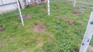 Северная сторона забора. Будет урожай винограда в неподходящем месте посадки?