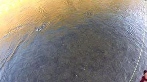 Рыбалка нахлыстом, река Песчаная
