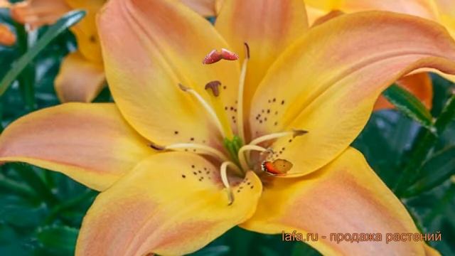 Лилия азиатская Изи Фэнтази (easy fantasy) ? обзор: как сажать, луковицы лилии Изи Фэнтази смотреть онлайн