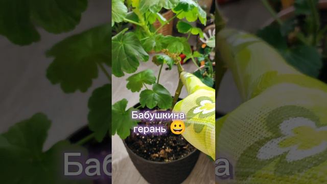 Какую Герань Обрезать Весной? ✂️