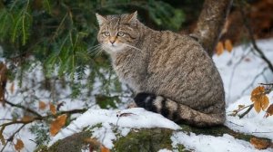 Кавказская лесная кошка - животные красной книги #16