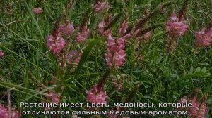 Медоносные растения