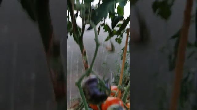 Томат Мечта Алисы 2022 Г ВАЦАП ДЛЯ ЗАКАЗА 89152458159 ПИСЬМЕННО смотреть онлайн