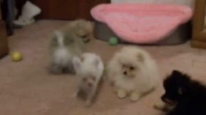 Щенки Чихуахуа и Померанского шпица.