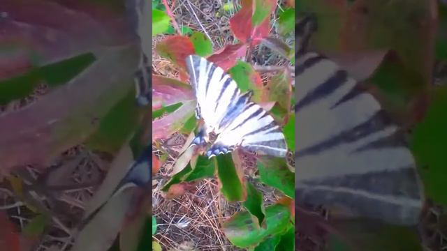 тигрова бабочка смотреть онлайн