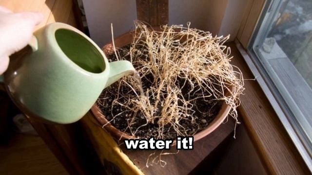 5 trick You Can Try to Revive Almost Any Dead Plant - Gardening Tips смотреть онлайн