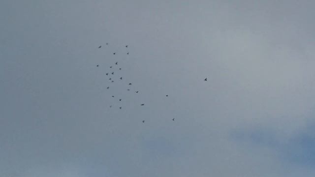 Голуби Лев-Толстовского района.Лободедов Олег. смотреть онлайн