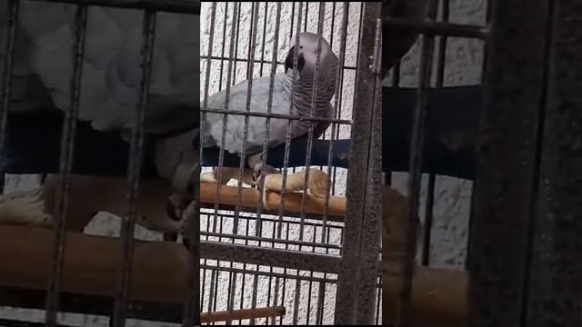 ...Посвистя? Ха ха ха. ДА ЛАДНО! смотреть онлайн