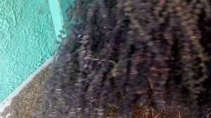 заготавливаю грузинские хмели сунели в домашних условиях