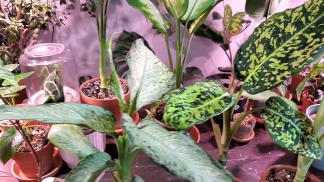 DIEFFENBACHIA PLANT CARE AND PROPAGATION | Reflector, Tiki And More! смотреть онлайн
