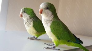 С ДОБРЫМ УТРОМ!  СТИШОК ДЛЯ ОБУЧЕНИЯ ПОПУГАЯ ГОВОРИТЬ.  УРОК ДЛЯ ПОПУГАЯ.