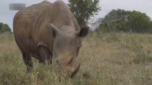 Нападения носорогов на людей