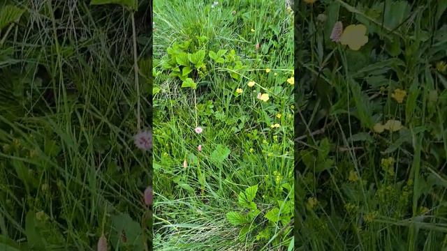 Эльбрус. Урочище Джилы-Су смотреть онлайн