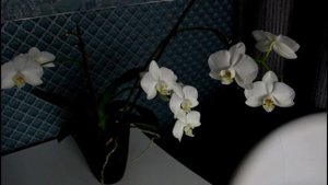 Как заставить орхидею обильно цвести:)