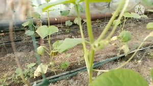 Огурец Арктика в теплице 17.09.22г. Пасынкуем и обрезаем нижние листья. Уход за огурцами ?