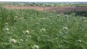 станица Некрасовская, Краснодарский край, начало мая 2016 год.