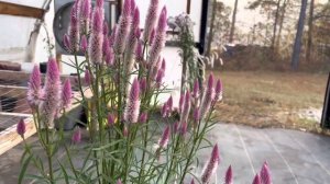 Flamingo Feather Celosia
