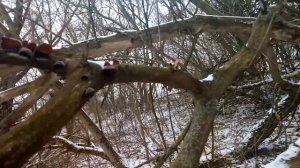 УТЫШКА! Прямо дома ЗИМНИЕ ОПЯТА для ПИЦЦЫ с пивком и  ИУДИНЫ УШКИ В САЛАТ! Фламмулина, аурикулярия.