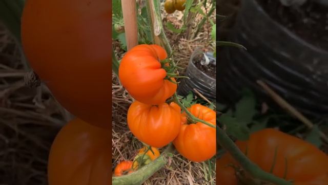 Омана Оранж томат смотреть онлайн