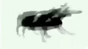 Cypis - Gdzie jest biały węgorz ? (Zejście) (OLAN EDIT) HQ 1h (tylko jedno w głowie mam)