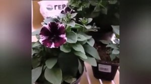 393.# Петунии из своих семян🌹Повторяются ли сортовые признаки 🌹🌹🌹