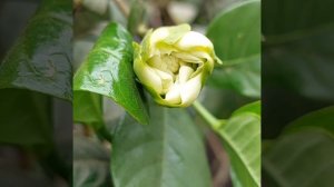 Cape Jasmine flowers/Gardenia Jasminoides flowers/Rubiaceae family/လမ်းဘေးကပန်းကလေးဇီဇဝါ