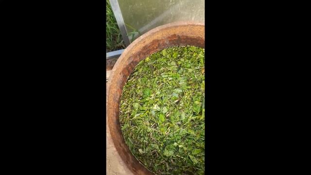 Как сделать зеленое удобрение из травы ! смотреть онлайн