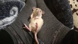 Очень бесстыжая и наглая крыса дамбо!     Домашняя декоративная крыска дамбо  Видео про крыс