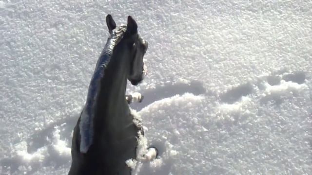 Жизнь КСК Серия 4 Путешествие в Ледяных Горах смотреть онлайн