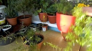 Комнатные цветы Аспарагус из семян Пересадка