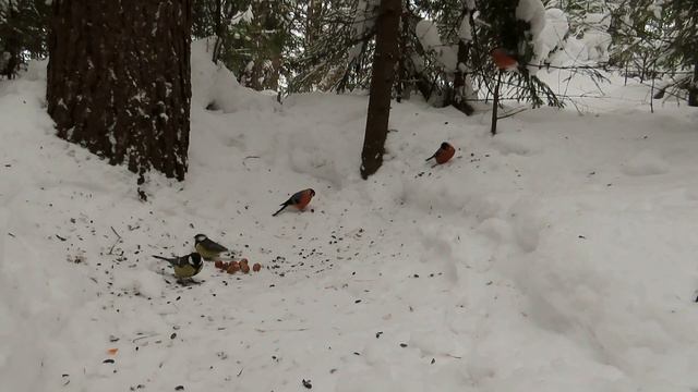 №4568 19 01 2024 Снегири, большие синицы на снегу смотреть онлайн