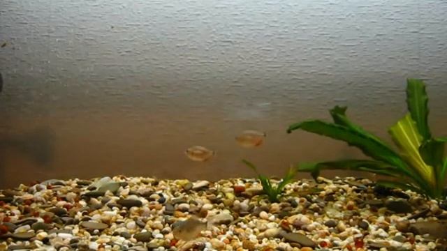 Пираньи-1 смотреть онлайн