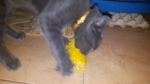 кот ест кукурузу...жадно ест)))