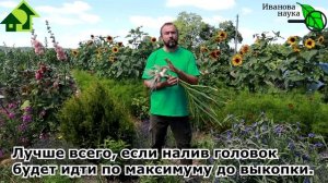 ЧЕСНОК БУДЕТ С КУЛАК, ЕСЛИ СЕЙЧАС СДЕЛАТЬ С НИМ ЭТО! Просто обработайте ТАК чеснок перед выкопкой.