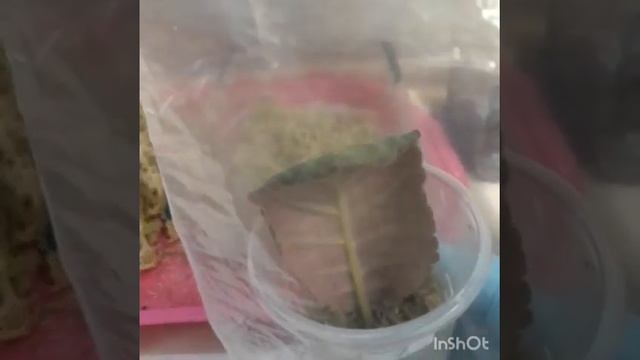 Мох-сфагнум в комнатном цветоводстве смотреть онлайн