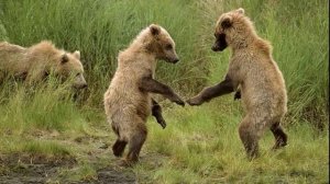 Yu. Vinogradov - Dance of the Cubs/ Ю. Виноградов - Танец медвежат