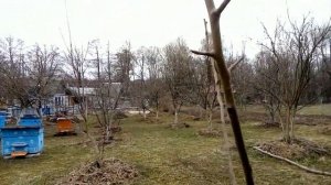 прививка груши .способы прививки,