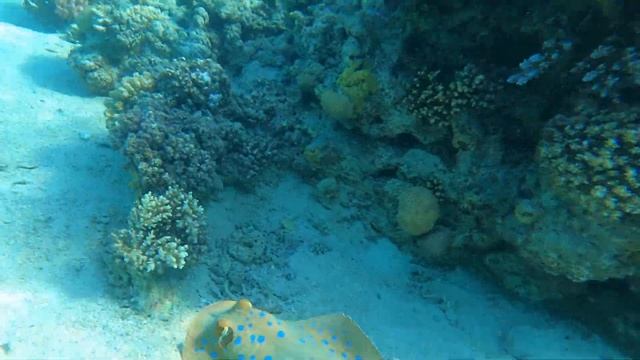 4K Тэниура-лимма (Bluespotted ribbontail ray) смотреть онлайн