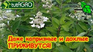 ПОСЛЕ ЭТОГО ДАЖЕ ДОХЛЫЕ и СЛАБЫЕ, КАПРИЗНЫЕ и ЗАМУЧЕННЫЕ ПЕРЕСЫЛКОЙ САЖЕНЦЫ 100 % ПРИЖИВУТСЯ.