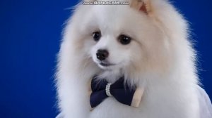 ну очень милые !!!